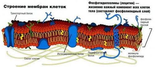 Лецитин польза