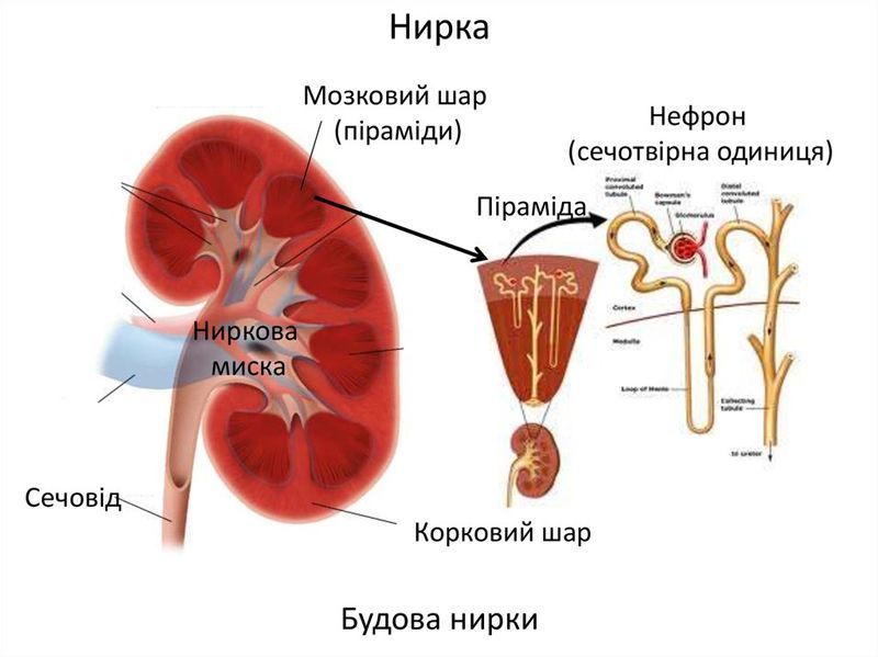 Хвороби нирок