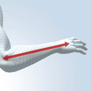Длина от локтевого сустава до начала фланг пальцев