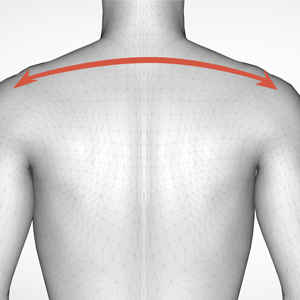 Ширина плечей
